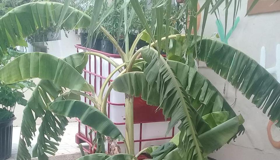 Aruba Backpackers Apartment Oranjestad Ngoại thất bức ảnh